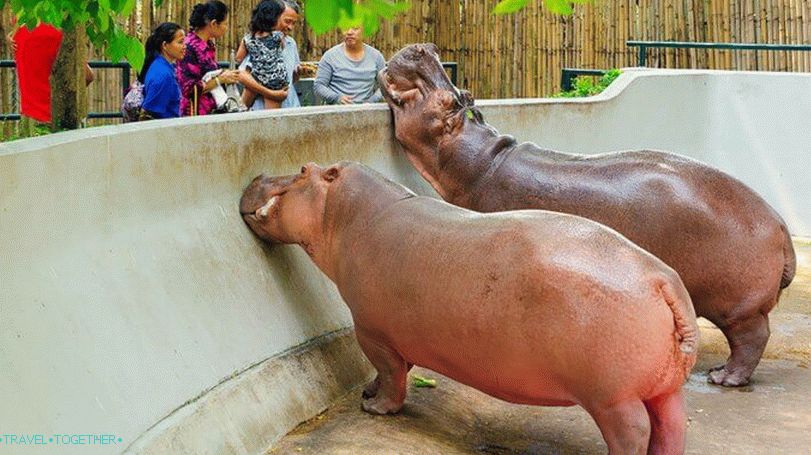 „Zoo