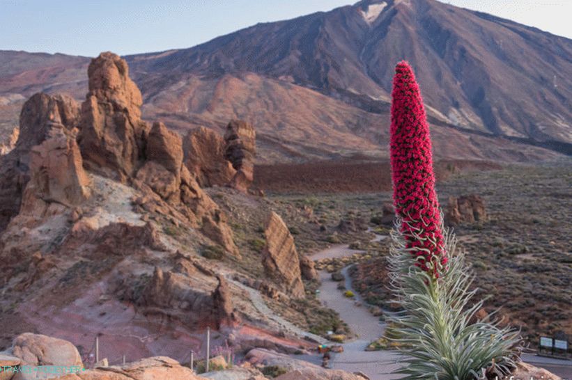 Takhinaste - endemický na ostrov Tenerife