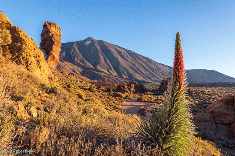 Takhinaste on Tenerife - kvet sopky alebo veže šperkov