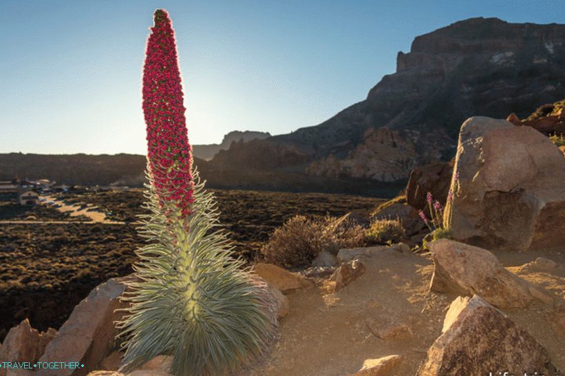 Takhinaste on Tenerife - kvet sopky alebo veže šperkov