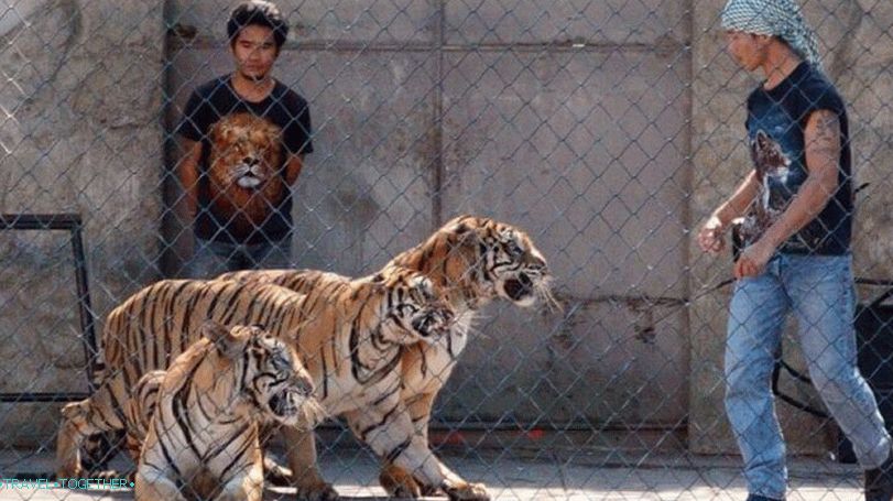 „Zoo