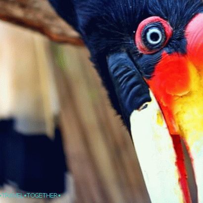 Zoo Phuket