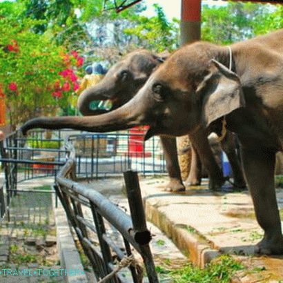 Zoo Phuket