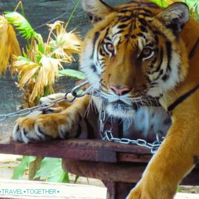 Zoo Phuket