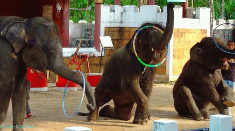 Zoo Phuket