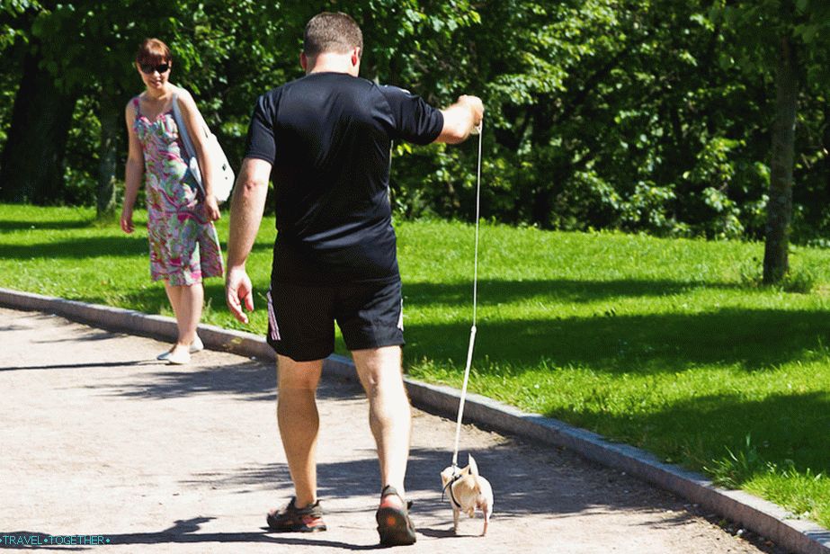 Brutal, chôdza, jeden, škrečok, dog