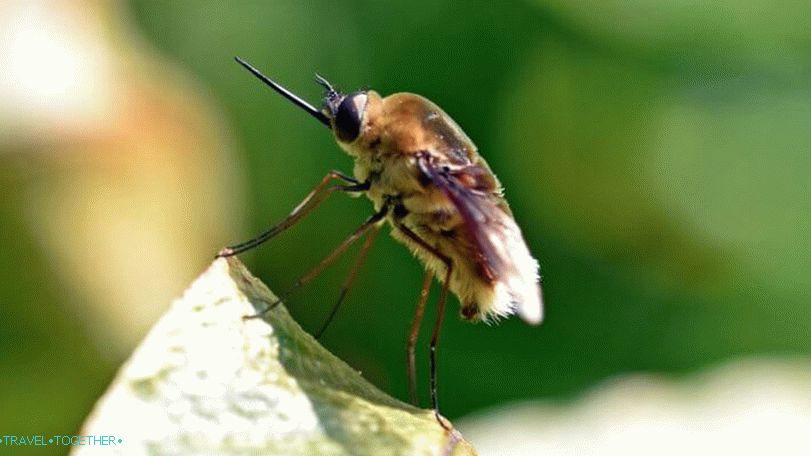 „Muchy