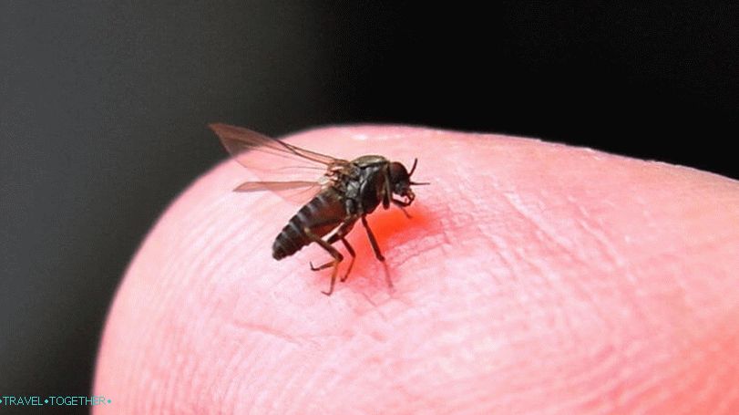 „Midges