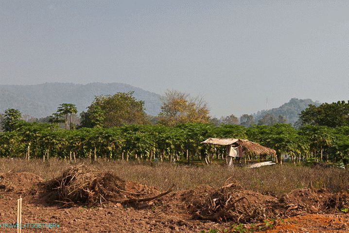 Polia v blízkosti Chiang Saen