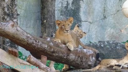 Zvieratá v zoo Khao Kheo v Pattaya