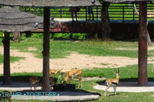 Zvieratá v zoo Khao Kheo v Pattaya