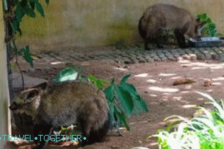 Zvieratá v zoo Khao Kheo v Pattaya