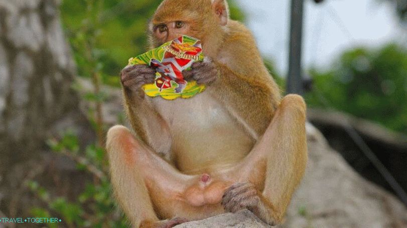 Opice v zoo Khao Kheo v Pattaya
