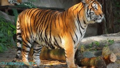 „Zoo