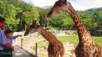 „Zoo