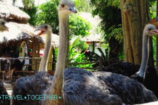 Vtáky v zoo Khao Kheo v Pattaya