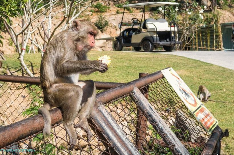 Divoká opica v zoo
