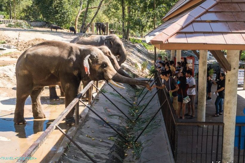 Zoo Khao Kheo v Pattaya - to najlepšie v Thajsku