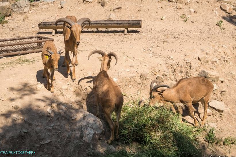 Zoo Khao Kheo v Pattaya - to najlepšie v Thajsku