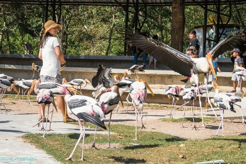 Zoo Khao Kheo v Pattaya - to najlepšie v Thajsku