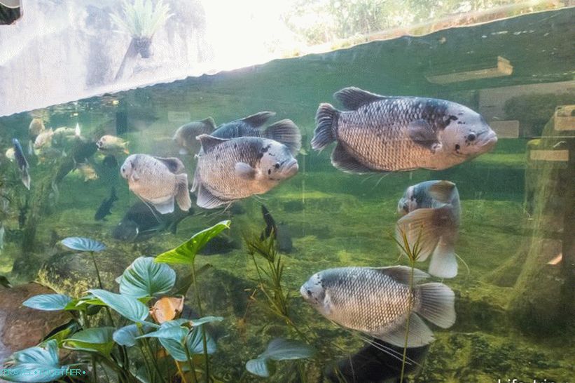 Zoo Khao Kheo v Pattaya - to najlepšie v Thajsku