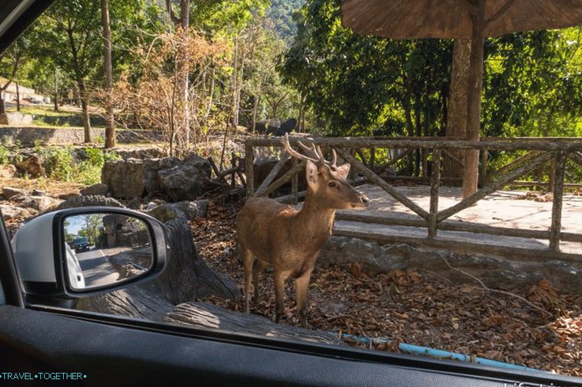 Zoo Khao Kheo v Pattaya - to najlepšie v Thajsku