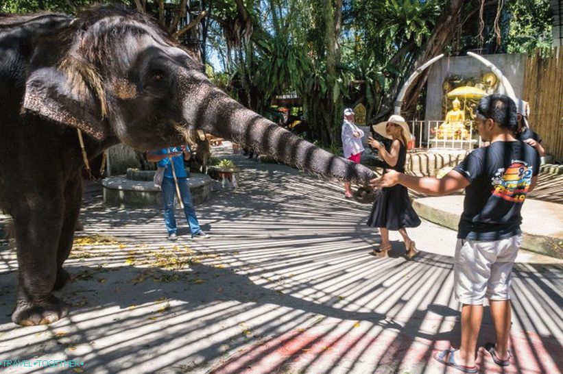 Phuket Zoo - moja recenzia, ceny, fotky a program prehliadky