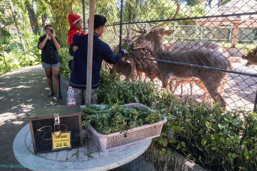 Phuket Zoo - moja recenzia, ceny, fotky a program prehliadky