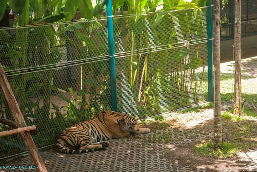 Zoo Pattaya Tiger - Exotické Selfie s