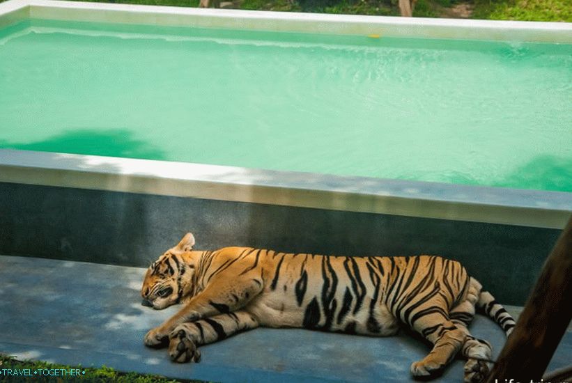 Tiger Park v Pattaya