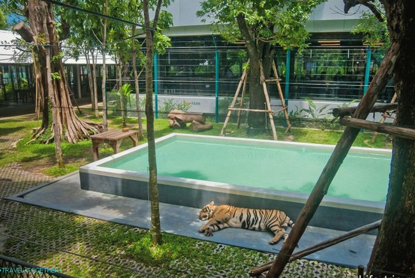 Zoo Pattaya Tiger - Exotické Selfie s