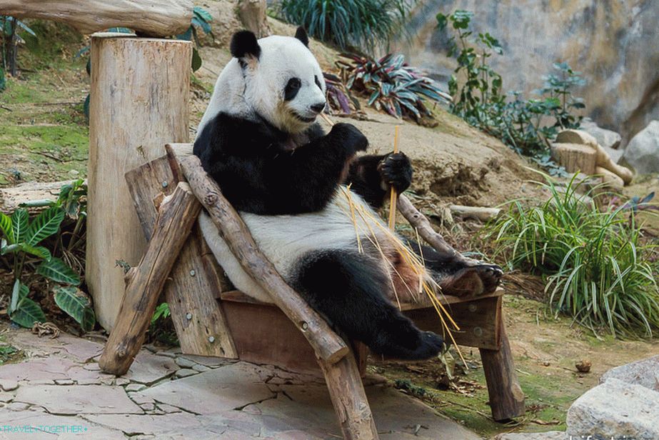 Panda sedí na stoličke a škrečí bambus