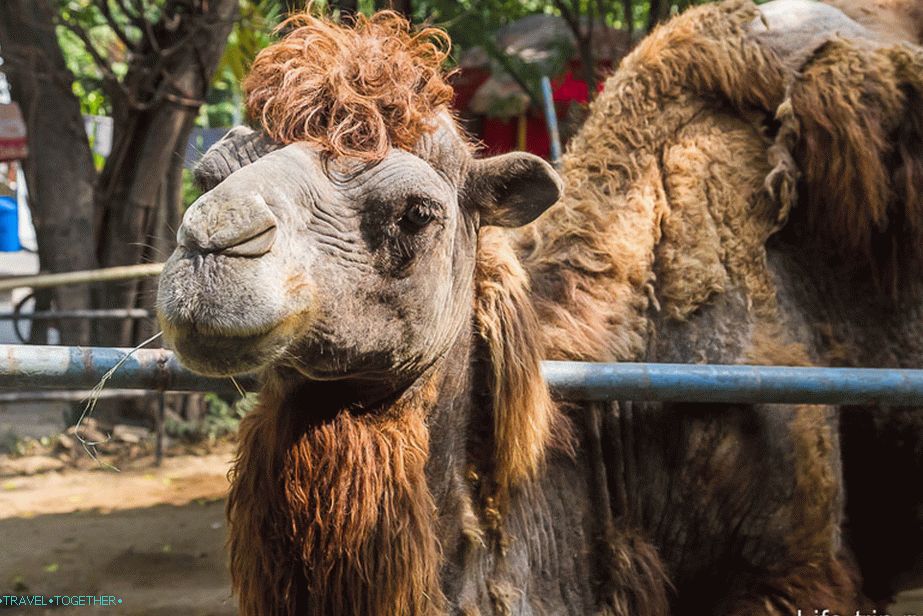 Camel je ako koberec starej mamy.