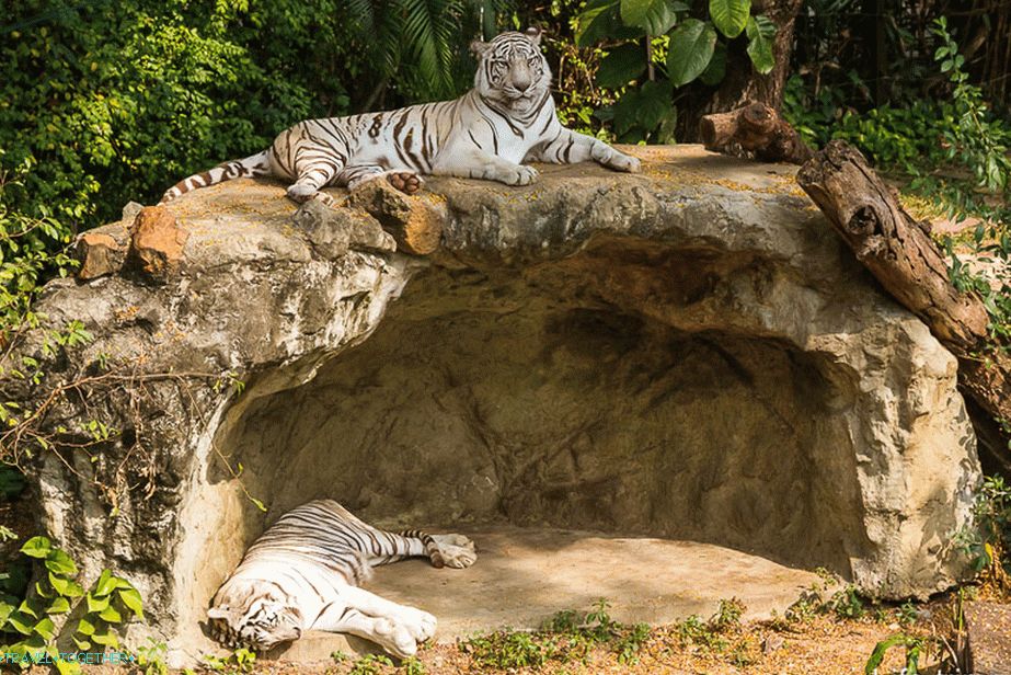 „Tigre